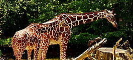 長頸鹿,野生動物,污漬