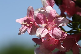 杜鹃花,粉红色,粉红色的花