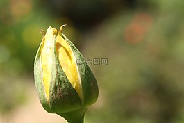 花蕾,黃色,黃玫瑰