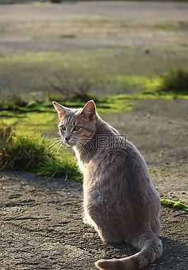 猫,鲭鱼,品种猫