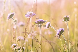野花,領域花,夏季