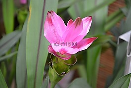 植物,花,姜黃玫瑰
