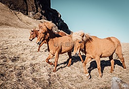 自然,動物,馬匹