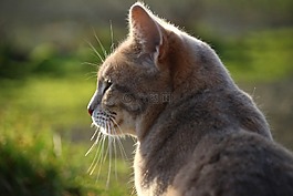 猫,鲭鱼,品种猫