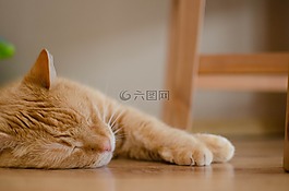 猫,红猫,休息
