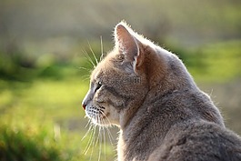 猫,鲭鱼,品种猫