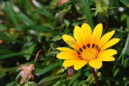 鮮花,黃色,綠色