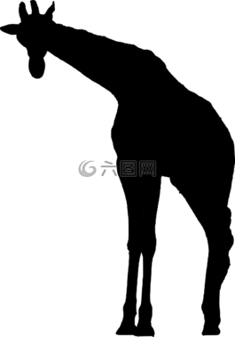 長頸鹿,側(cè)影,動物