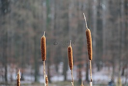 性質(zhì),性質(zhì)蘆葦,景觀