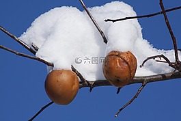 雪,冬天,蘋果