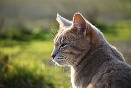 猫,鲭鱼,品种猫
