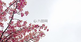 自然,植物,樹