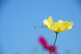 秋天樱桃,黄色,花