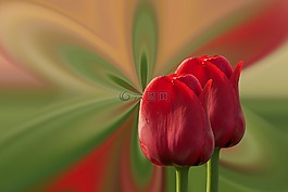 郁金香,紅色,鮮花