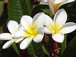 花的,植物,自然