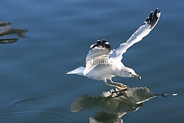海鷗,鷗,鳥
