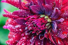 花,粉紅色,開花