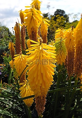 狐尾的百合花,黄色的花,花园