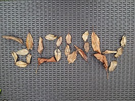 愛(ài)情,秋,葉