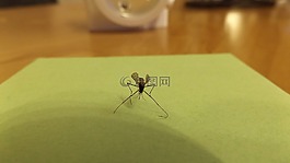 蚊子,昆蟲(chóng),動(dòng)物