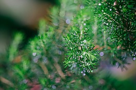 植物,自然,雨