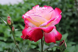 花,月季,紅色
