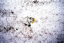 雪,玫瑰,破壞