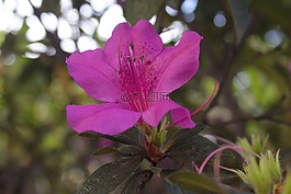 花卉,罗莎,琳达