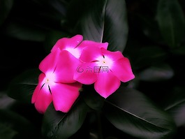 鮮花,粉紅色,自然