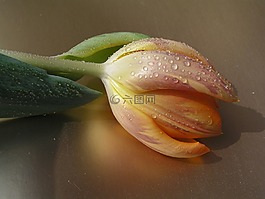 郁金香,花,盛开