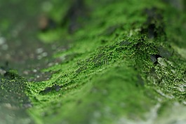 苔,綠色,森林的地面
