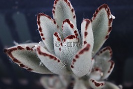 多肉,白灰色,多肉植物