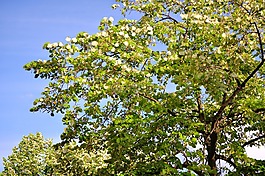 樹(shù),葉子,綠色