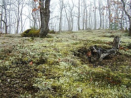 橡樹林,霧在橡樹林里,苔