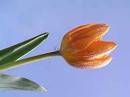 郁金香,花,盛開