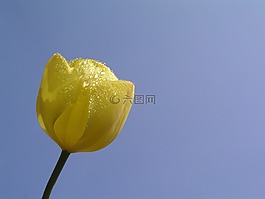 郁金香,花,盛開(kāi)