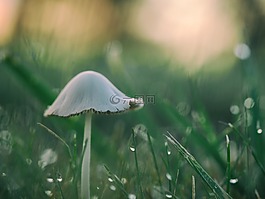 蘑菇,草,植物