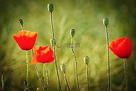 花,性質(zhì),罌粟