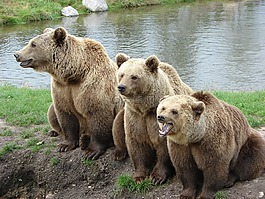 熊,自然公園,丹麥