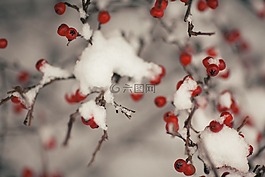 冬天,圣誕節(jié),樹