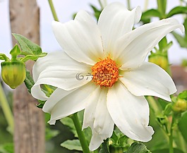 嬌琴紗,花,開花