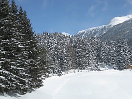 山,針葉樹(shù),雪景