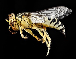 沙黃蜂,自然,昆蟲