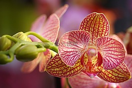 性質(zhì),廠,花