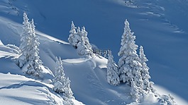 寒冬,雪,冷杉