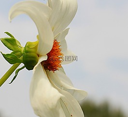嬌琴紗,花,開花