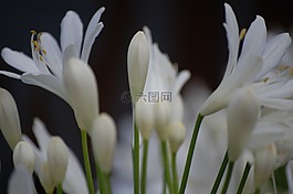 agapanthus,花,白