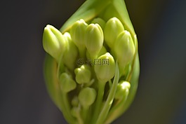 agapanthus,花,芽