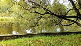 樹,公園,大自然