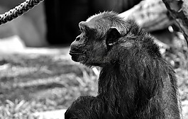 黑猩猩,猴子,動(dòng)物世界